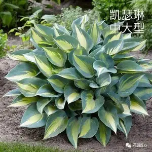 玉簪绘就荫生花园富有变化的画
