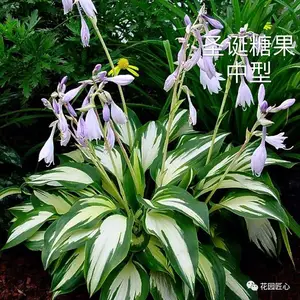 玉簪绘就荫生花园富有变化的画