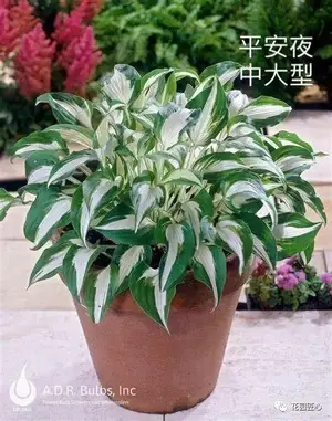 玉簪绘就荫生花园富有变化的画