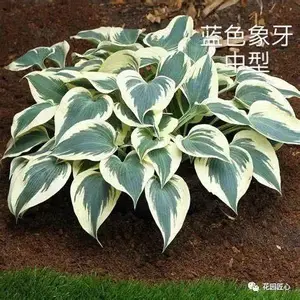 玉簪绘就荫生花园富有变化的画