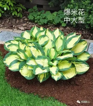 玉簪绘就荫生花园富有变化的画
