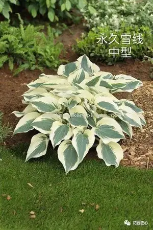 玉簪绘就荫生花园富有变化的画