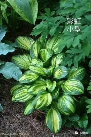 玉簪绘就荫生花园富有变化的画