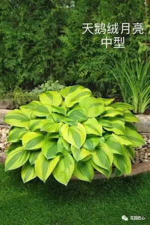 玉簪绘就荫生花园富有变化的画