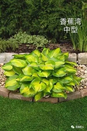 玉簪绘就荫生花园富有变化的画