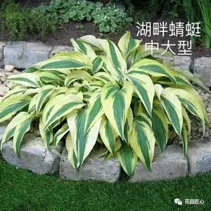 玉簪绘就荫生花园富有变化的画