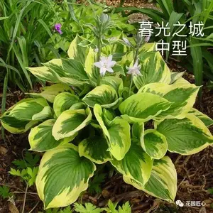 玉簪绘就荫生花园富有变化的画