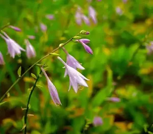 「植物百科」玉簪，一簪如玉，万般情衷