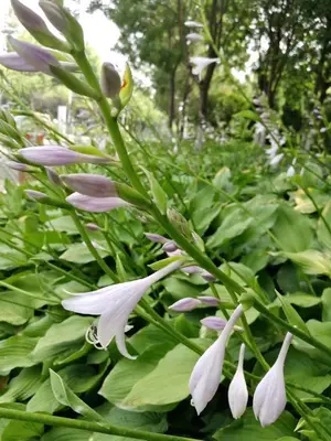 「植物百科」玉簪，一簪如玉，万般情衷