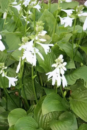 看完养玉簪花好处，你可能会喜欢上这种植物