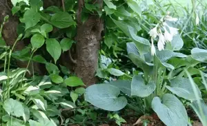 看完养玉簪花好处，你可能会喜欢上这种植物