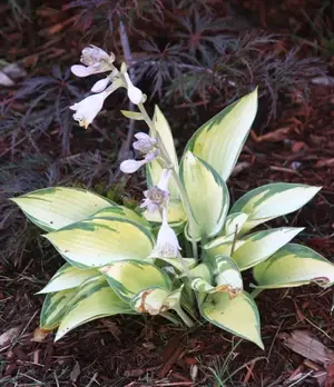 看完养玉簪花好处，你可能会喜欢上这种植物