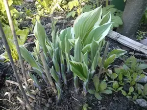 看完养玉簪花好处，你可能会喜欢上这种植物