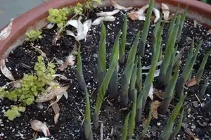 看完养玉簪花好处，你可能会喜欢上这种植物