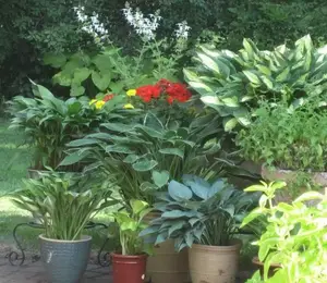 看完养玉簪花好处，你可能会喜欢上这种植物