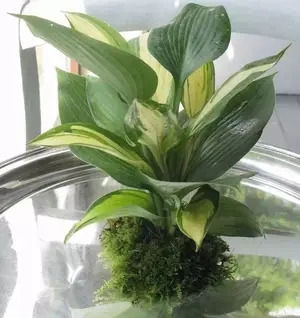 看完养玉簪花好处，你可能会喜欢上这种植物