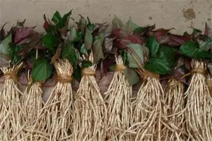 二月二龙抬头，吃六种野菜治病解馋正当时！