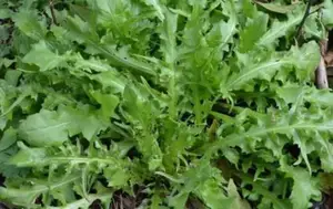 二月二龙抬头，吃六种野菜治病解馋正当时！