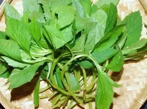 三月新韭胜似肉，柘荣“吃货”眼中的春季绝味