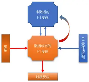 治疗过敏性疾病，氯雷他定和西替利嗪哪个更好？可以联合使用吗？