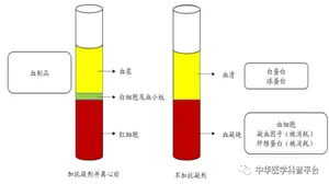 球蛋白or白蛋白 别再分不清 球蛋白or白蛋白 别再分不清