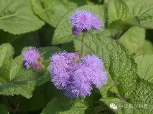 这种最难喝的药水除了治中暑还能治·····