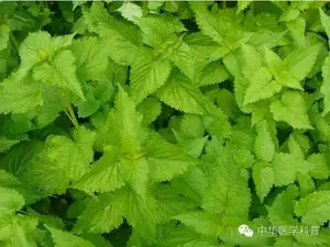这种最难喝的药水除了治中暑还能治·····
