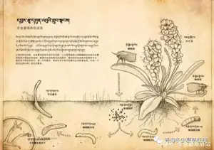 冬虫夏草(寄生)