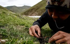 安徽大别山发现大量冬虫夏草，一根价值上千，为何专家却喊不让采