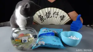 说句实话！要想把观赏鱼养好，这种鱼药还是常备一点的好