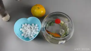 说句实话！要想把观赏鱼养好，这种鱼药还是常备一点的好
