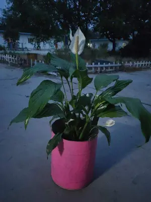 介壳虫真的很烦人，想让它们死光光，妙招要学会