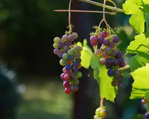 这4种“水果”必须要让孩子多吃，保护视力，还能提升免疫力