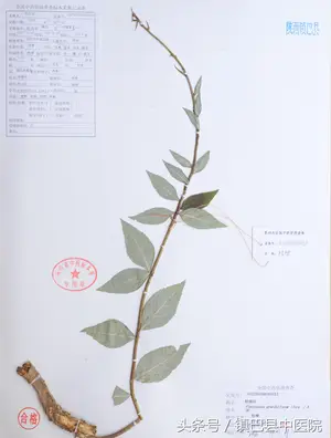 「秦巴中药」桔梗