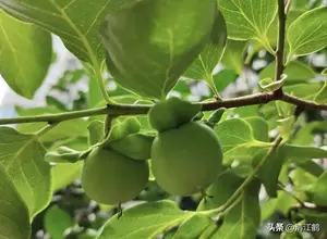 6月柿子生长季，重点防控6种病害，提质增效“一个也不能少”