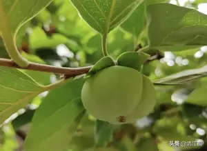 6月柿子生长季，重点防控6种病害，提质增效“一个也不能少”