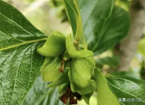 6月柿子生长季，重点防控6种病害，提质增效“一个也不能少”
