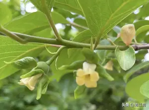 6月柿子生长季，重点防控6种病害，提质增效“一个也不能少”