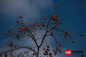 山谷柿子红 枝头挂“灯笼”｜图集