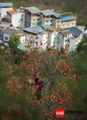 山谷柿子红 枝头挂“灯笼”｜图集