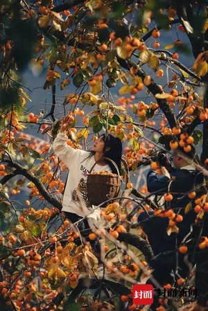 山谷柿子红 枝头挂“灯笼”｜图集