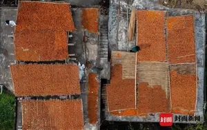 山谷柿子红 枝头挂“灯笼”｜图集