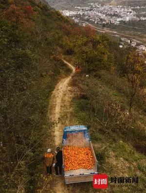 山谷柿子红 枝头挂“灯笼”｜图集