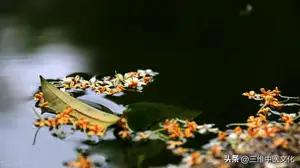 中成药的家庭养护运用系列之维C银翘片