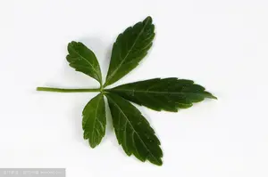 中药材绞股蓝