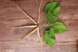 讲一味小小的绞股蓝，有6大功效，送给脾肺气虚的你