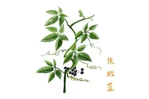 绞股蓝哪里的产地最好？高血压人能喝吗？