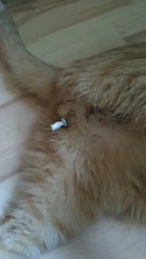 猫泌尿问题-亲历