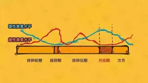 雌二醇达多少怀孕几率大？