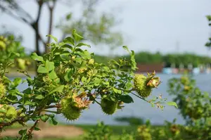 辰山植物园缫丝花挂幼果“VC之王”扎手却养人